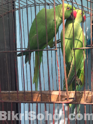 Indian ringneck pair